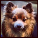 pets-and-ocd